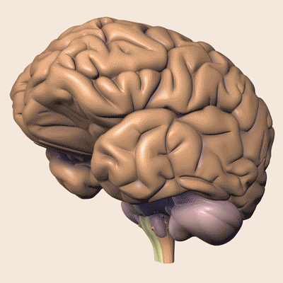 [Three Dimensional Brain Showing The Pons & Medulla; Midbrain, not shown (Brain Stem)]