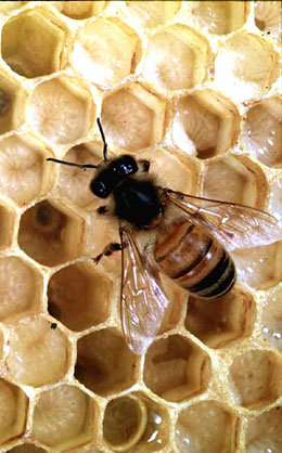 [The Honey Bee]