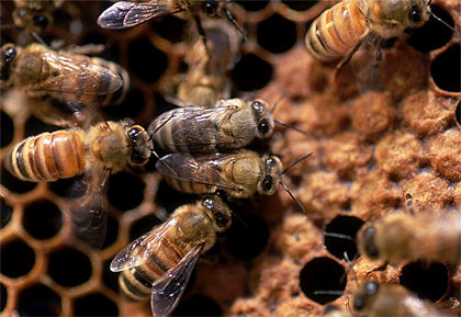 [The Honey Bee Making Honey]