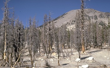 [Volcanic Ash Covering Trees Killed By Carbon Dioxide]