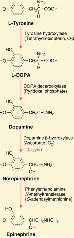 [Catecholamine Pathway]